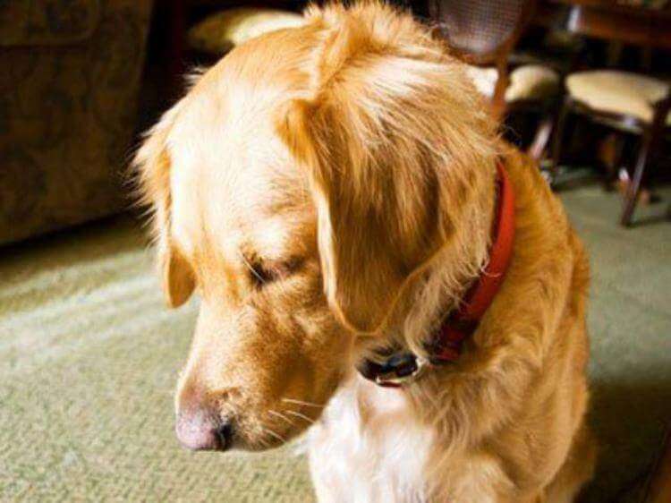 Как долго собаки помнят обиду: стресс или обида, собачья память