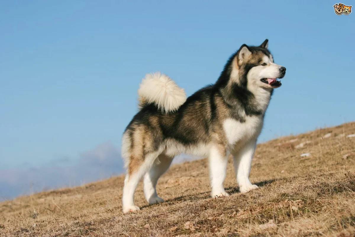 Собака маламут: отзывы собаководов. аляскинский маламут: описание, история, характер собаки