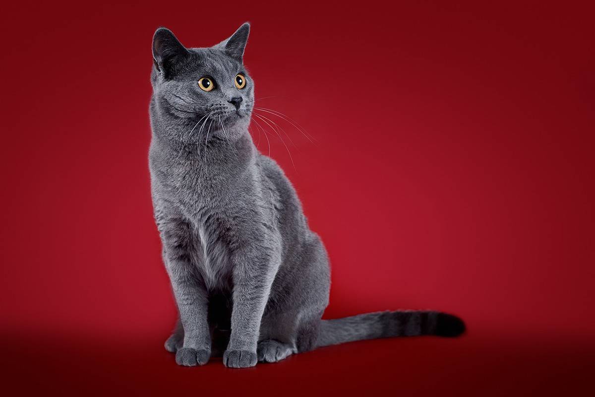 Шартрез (картезианская кошка) кошка: подробное описание, фото, купить, видео, цена, содержание дома