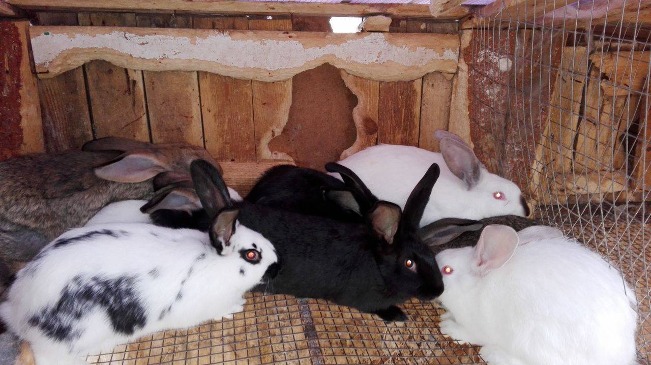Какая порода кроликов подходит для домашнего разведения?