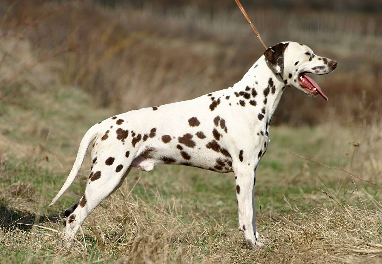 Далматинец – порода собак-компаньонов, имеющих нарядный, пятнистый окрас