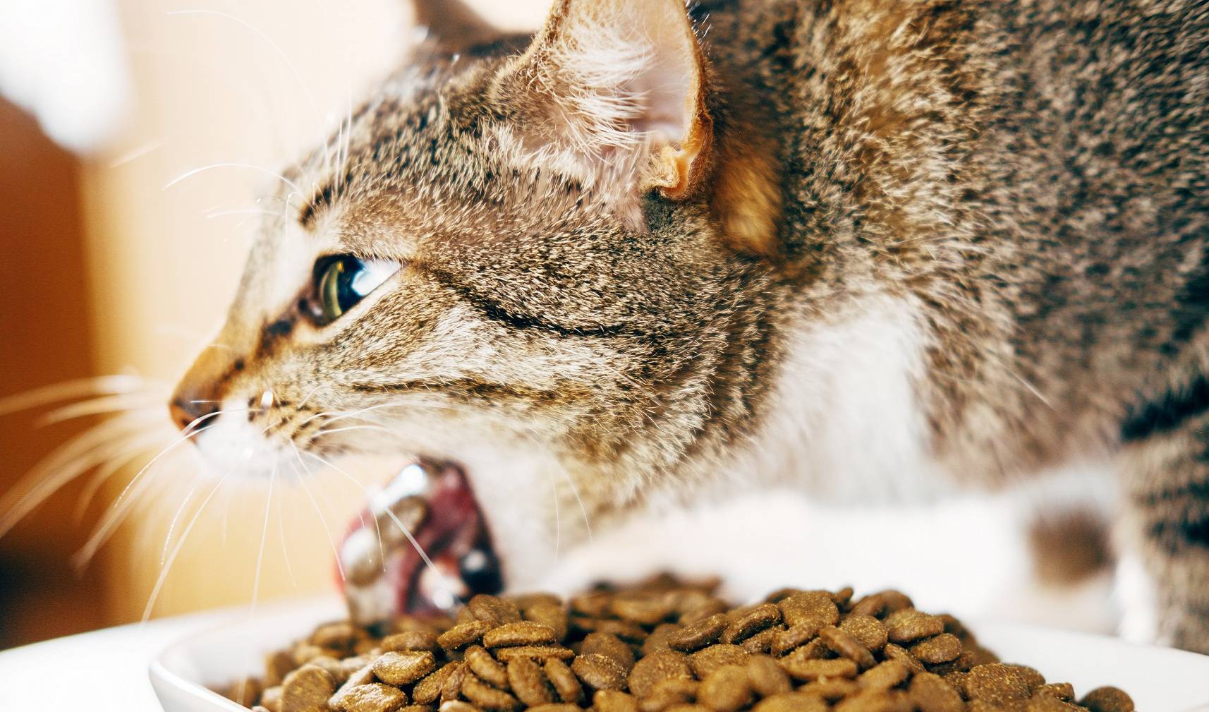Переедание у кошек: симптомы и лечение
