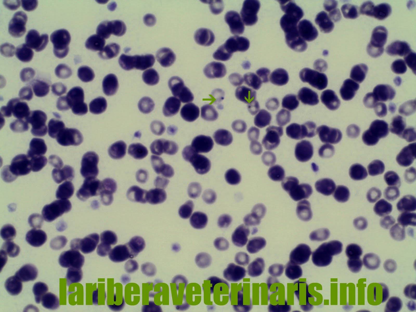 Инфекционная анемия кошек (гемобартонеллез): симптомы и лечение