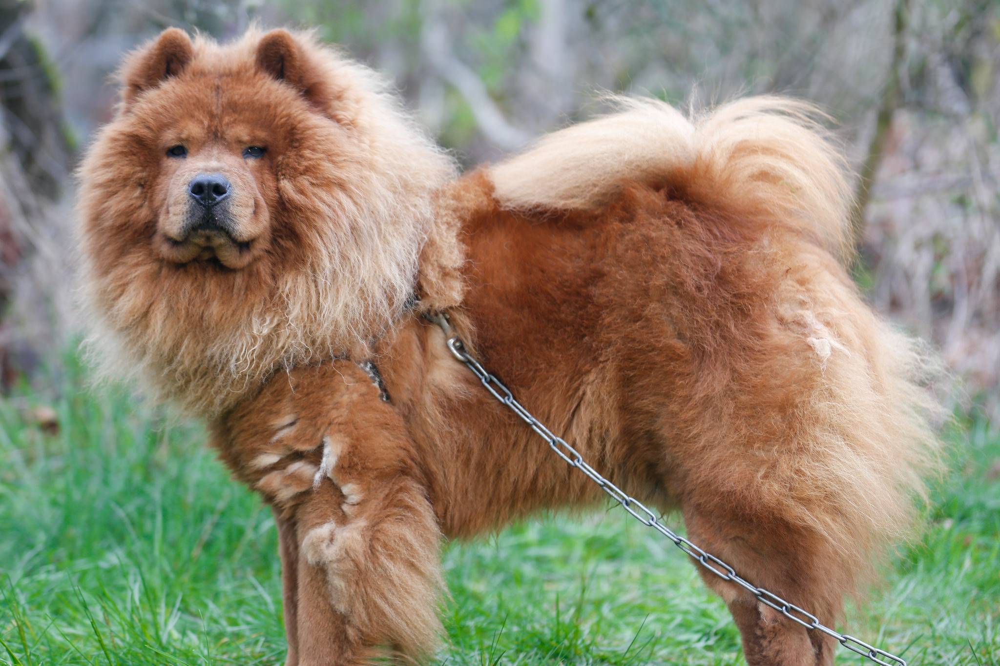 Чау-чау: подробное описание породы собак (с фото и видео)