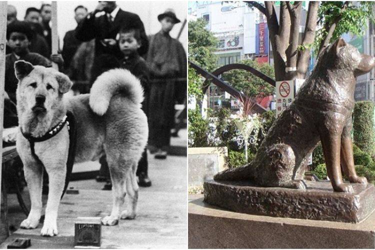 Собачья преданность или история легендарного пса хатико