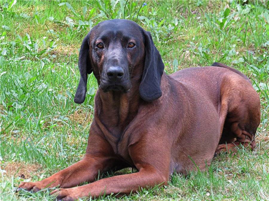 Описание баварской горной гончей с фото: внешний вид и характер собаки, рекомендации по уходу