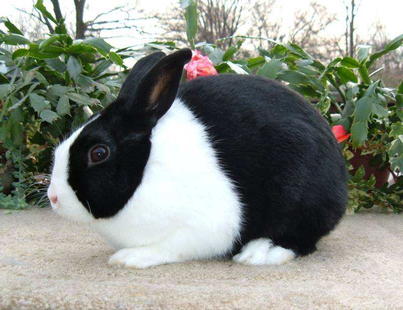 Породы кроликов: описания, названия, характеристики, особенности и правила выращивания (100 фото и видео)