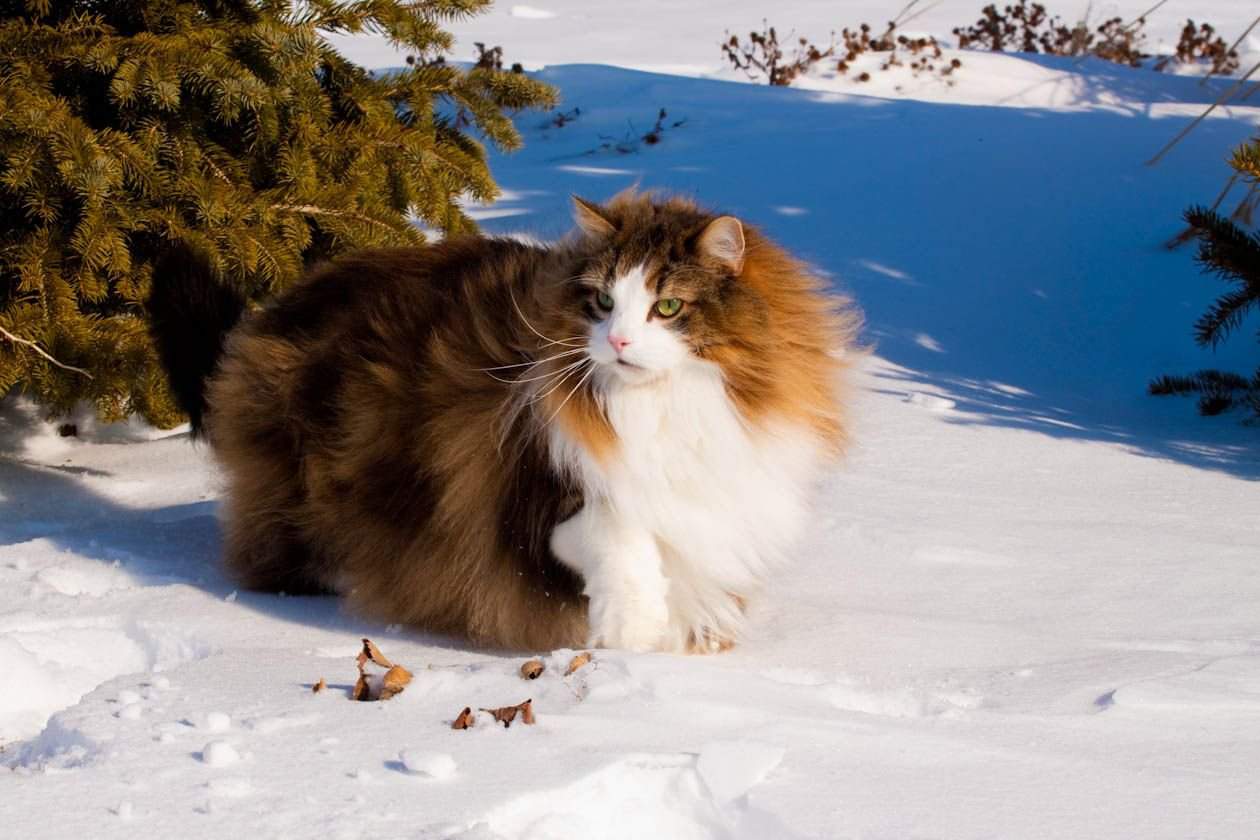 Норвежская лесная кошка. описание, особенности, уход и цена норвежской лесной кошки | животный мир