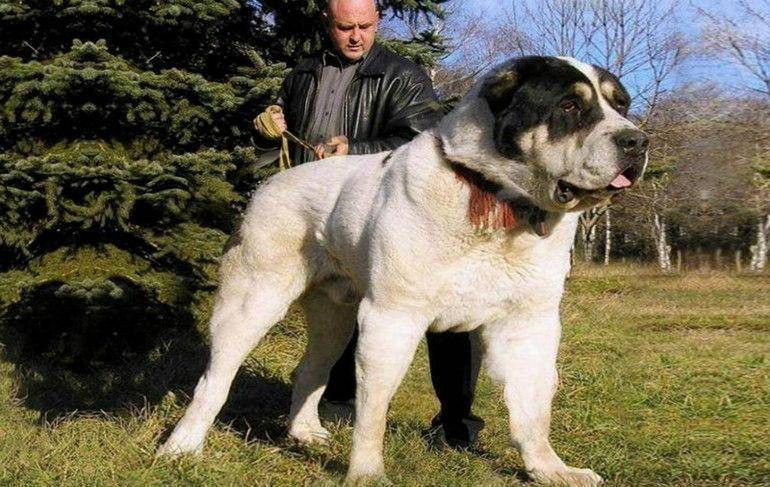 Самые сильные собаки в мире: топ 20 пород с высокой мощью