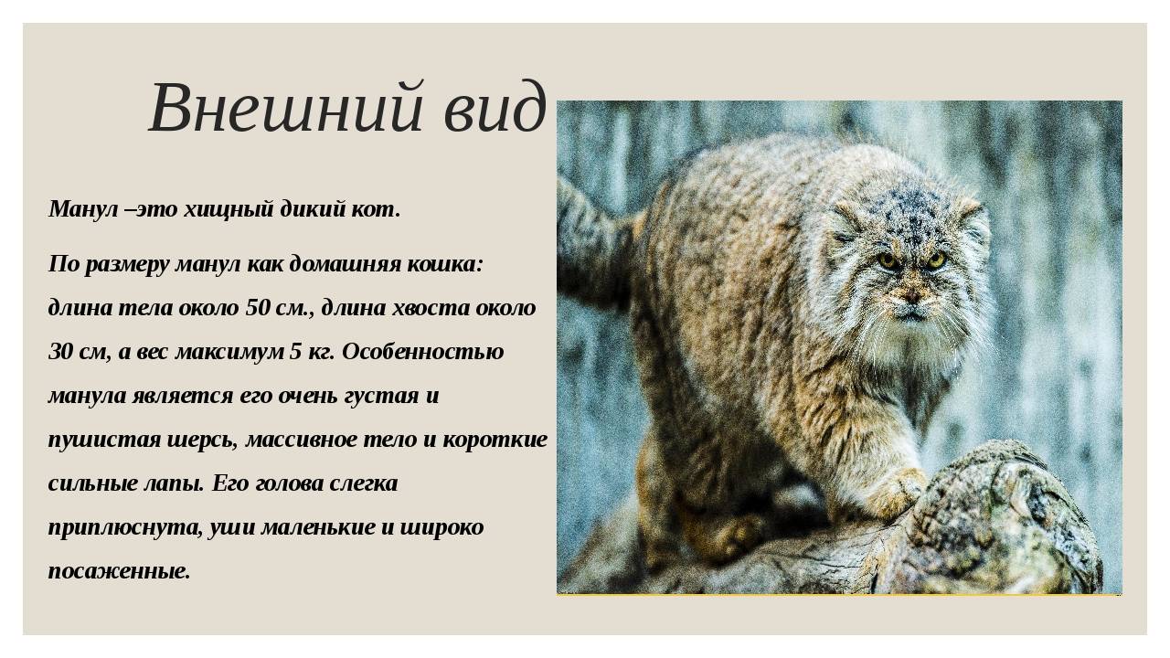 Пампасская кошка (травяная кошка)