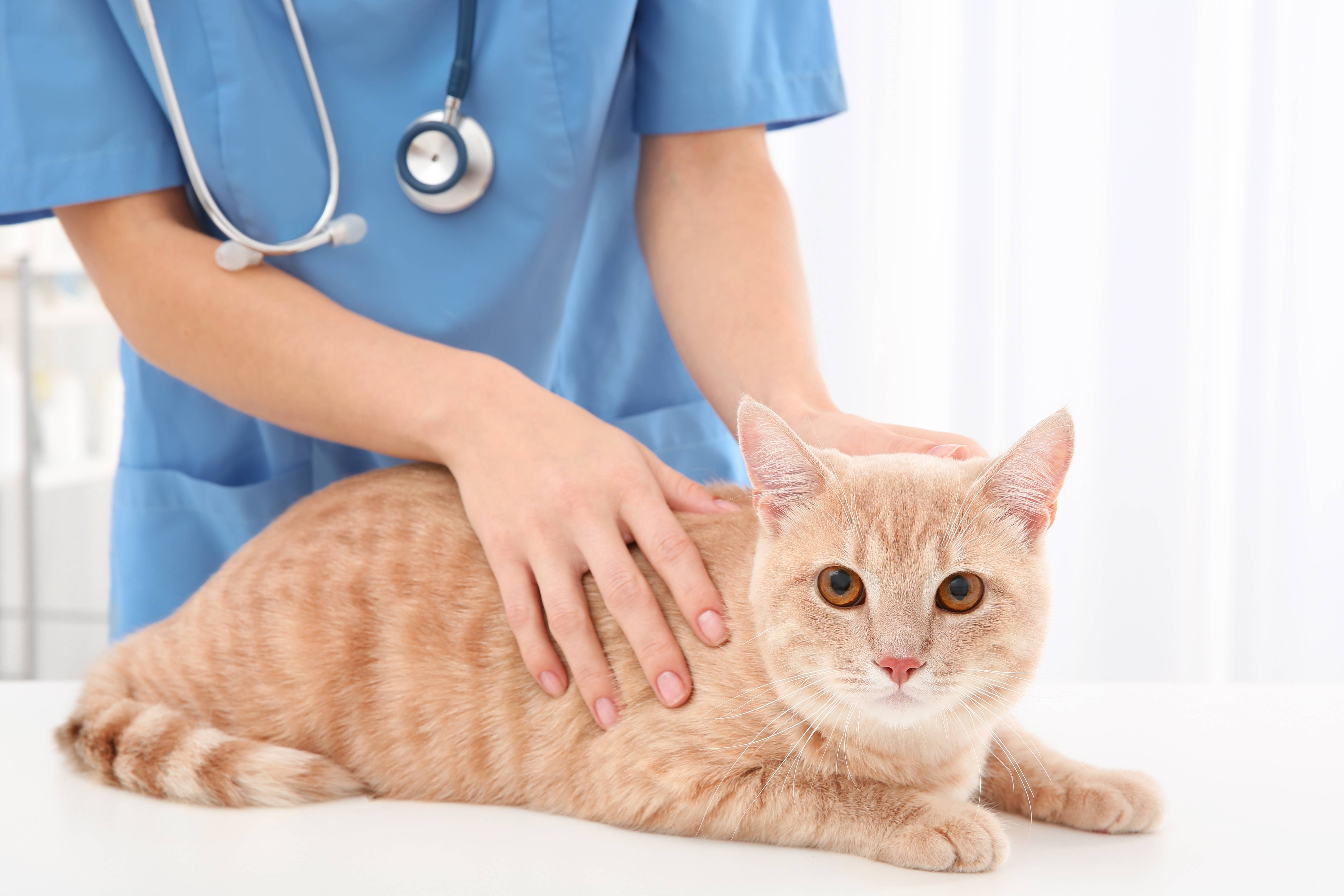 Лямблиоз у собак и кошек (гиардиоз) — диагностика и лечение