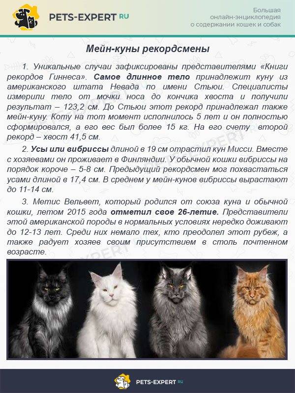 Мейн-кун порода кошек: фото, описание, характер, окрасы, отзывы