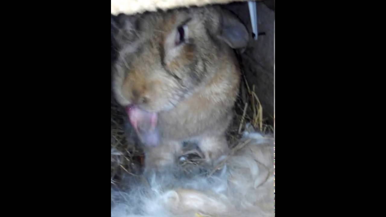 Почему крольчиха родила одного крольчонка