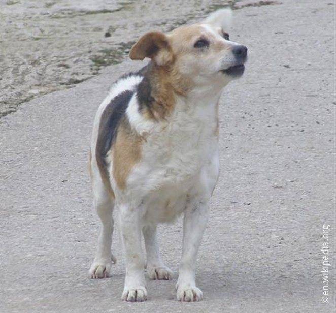 Алопекис: полное описание породы, особенности содержания и ухода за маленькой греческой собакой, цена и полезные фото