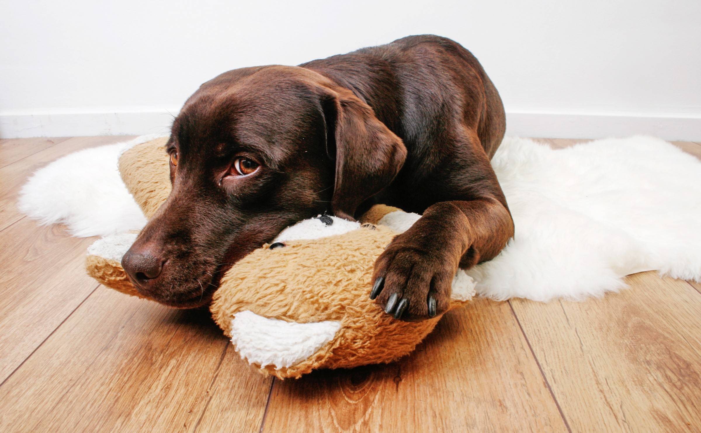 Повышенное слюноотделение у собак: причины, симптомы, лечение, прогноз и меры профилактики | блог ветклиники "беланта"