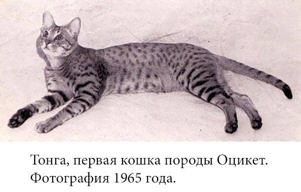 Порода кошек оцикет: история, описание, питание, фото