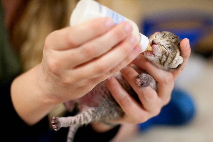 Уход за новорожденным котенком: как и чем кормить без кошки, как часто, использование шприца и другие особенности