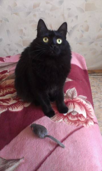 Стоит ли заводить черную кошку в доме, хорошо это или плохо, что она приносит: приметы и суеверия
