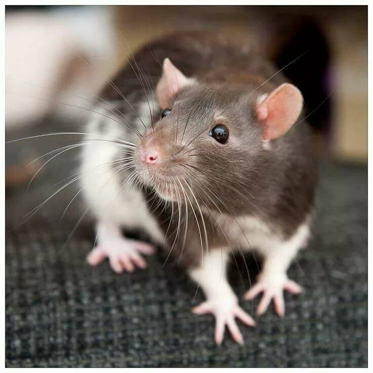 Крыса дамбо. описание, особенности, виды, уход и цена крысы дамбо | живность.ру