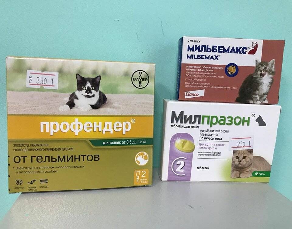 Таблетки от глистов для собак | названия и показания к применению таблеток от глистов для собак | компетентно о здоровье на ilive