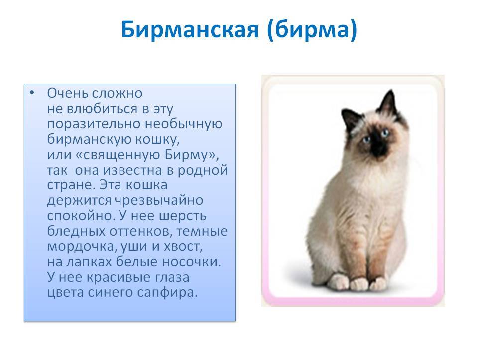Рэгдолл - порода кошек - информация и особенностях | хиллс