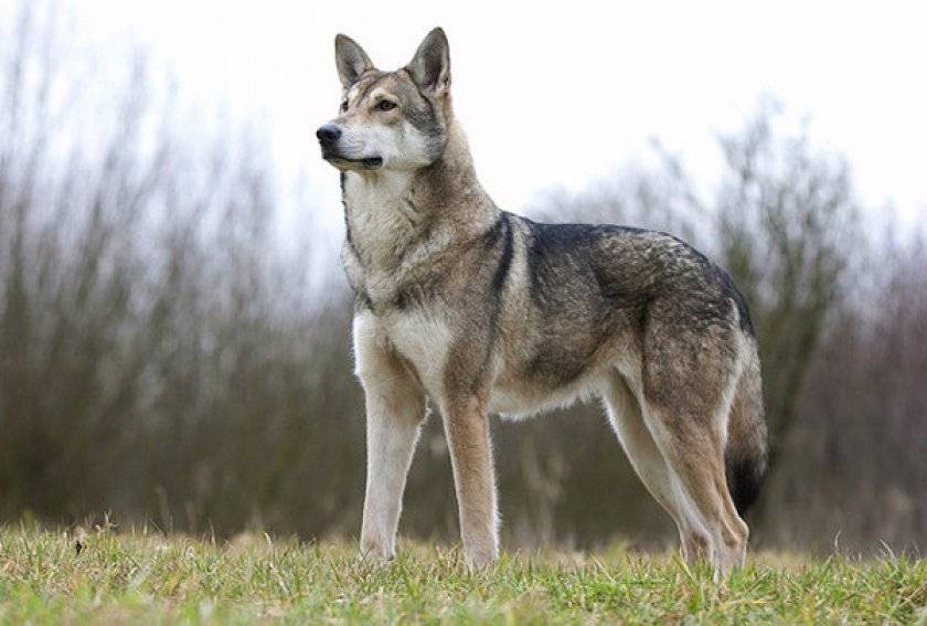 Волчья собака сарлоса: описание, характер, особенности и отзывы