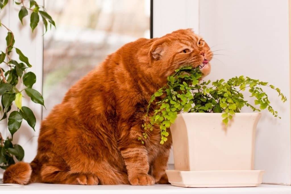 Кот не ест. почему домашний кот не ест. что делать, кот ничего не ест?!