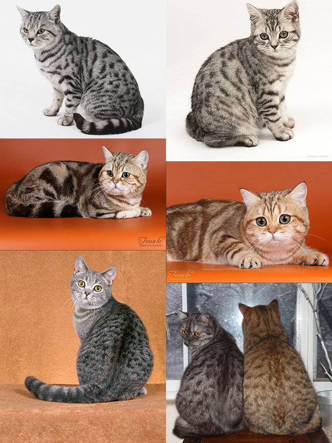 Разнообразие окрасов британских кошек: всё не заканчивается голубым