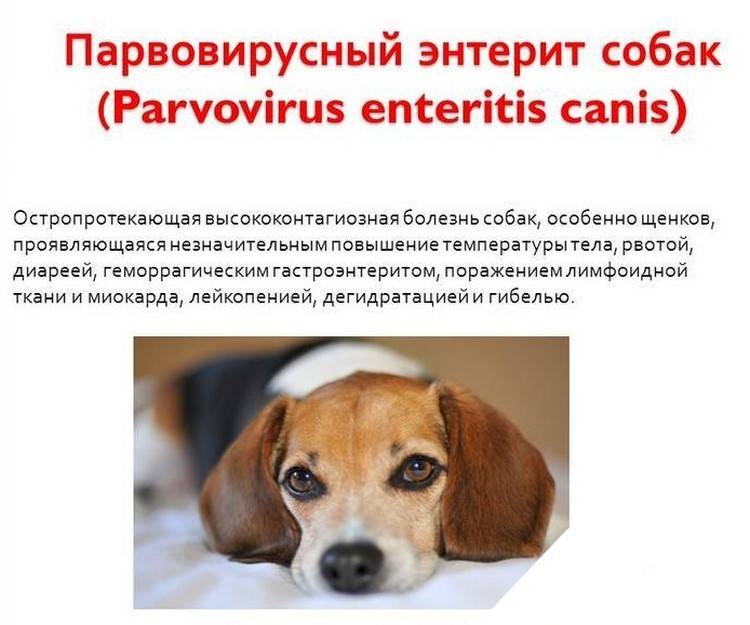 Коронавирусный гастроэнтерит у кошек и собак: причины, разновидности, симптомы, диагностика и лечение