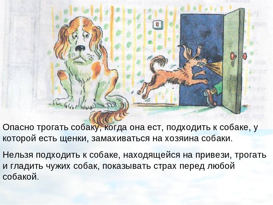 4 действия, которые нельзя делать в присутствии кошки | gafki.ru | яндекс дзен