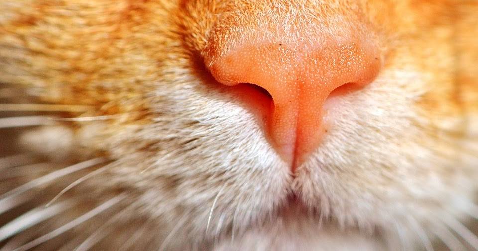 Каким должен быть нос у здорового кота