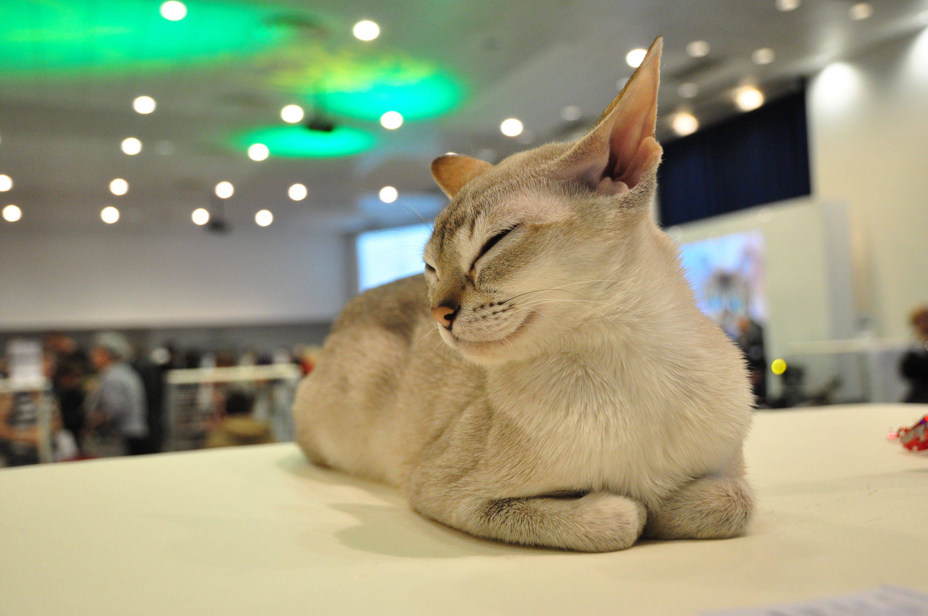 Самые красивые кошки в мире:  топ 15 с фото