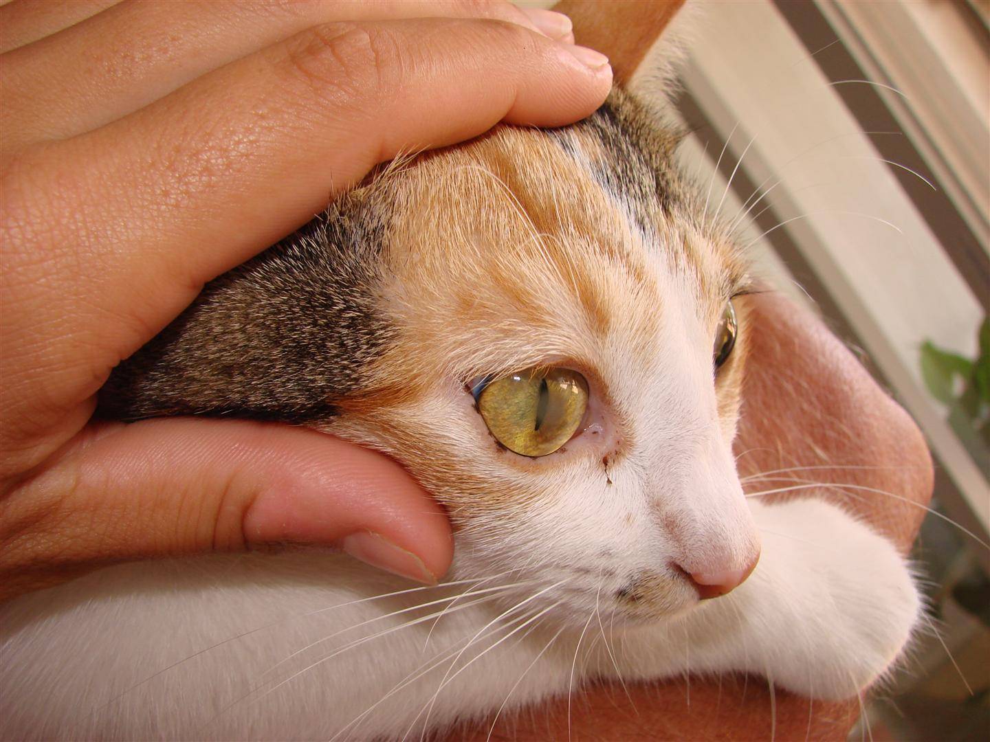 У котенка гноятся, не открываются или красные глаза: что делать и чем лечить