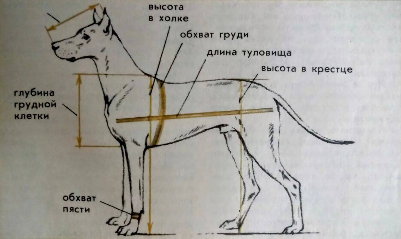 Как растет щенок немецкой овчарки? состояние щенка, его лап, ушей и зубов. параметры роста и веса в зависимости от возраста.