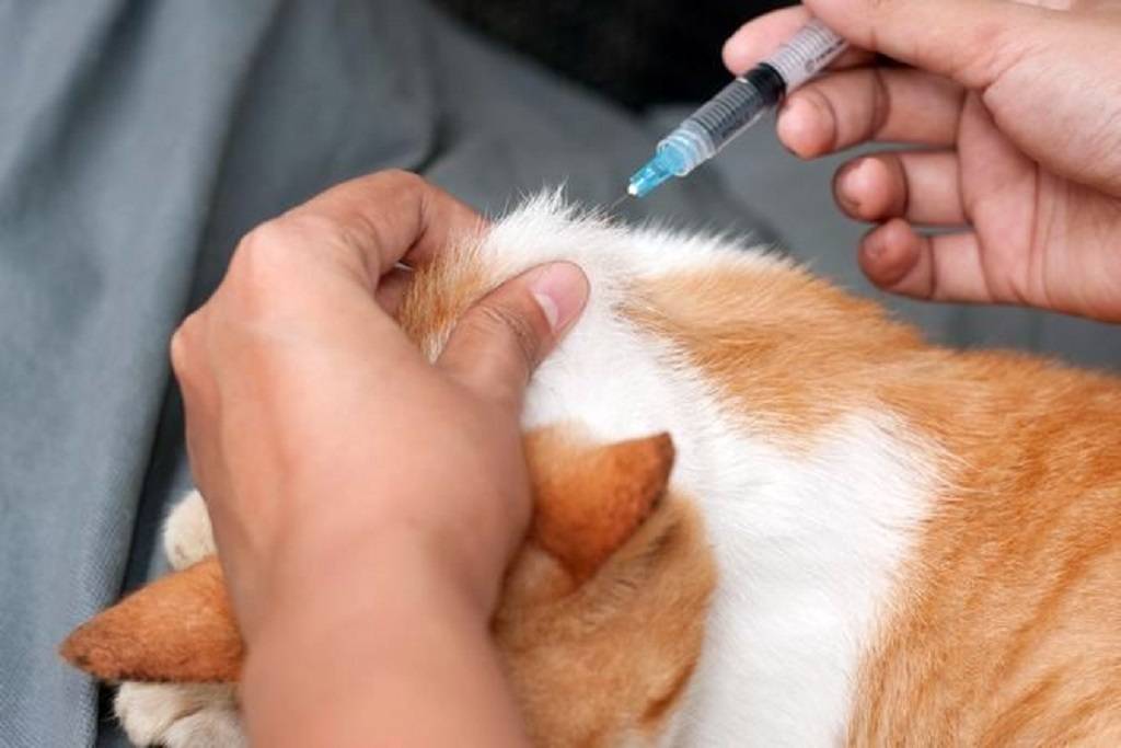 Капельница кошке на дому: установка катетера, препараты