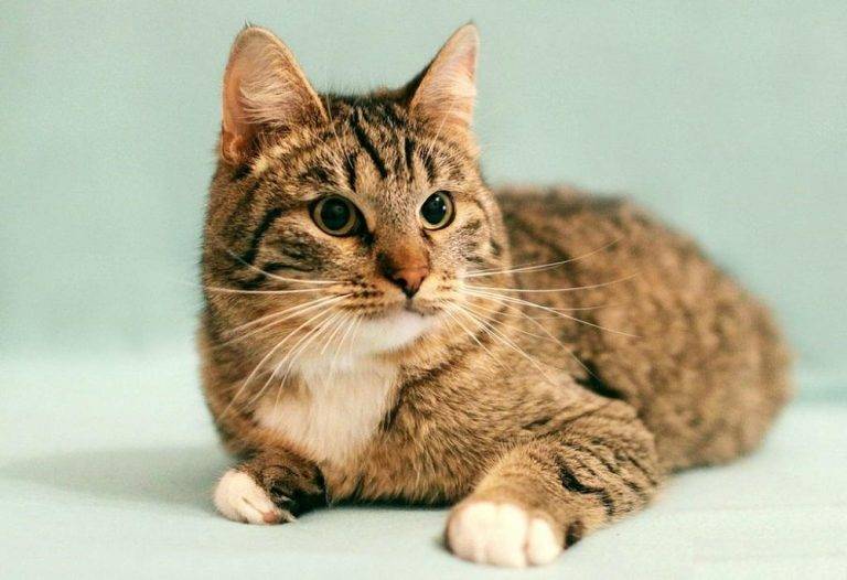 Калифорнийская сияющая кошка: фото и описание породы