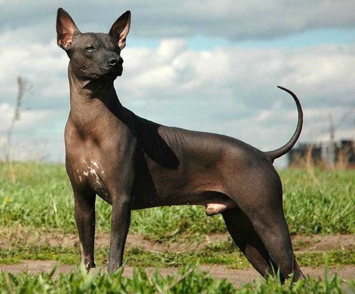 Мексиканская лысая собака, прочие породы голых собак: описание