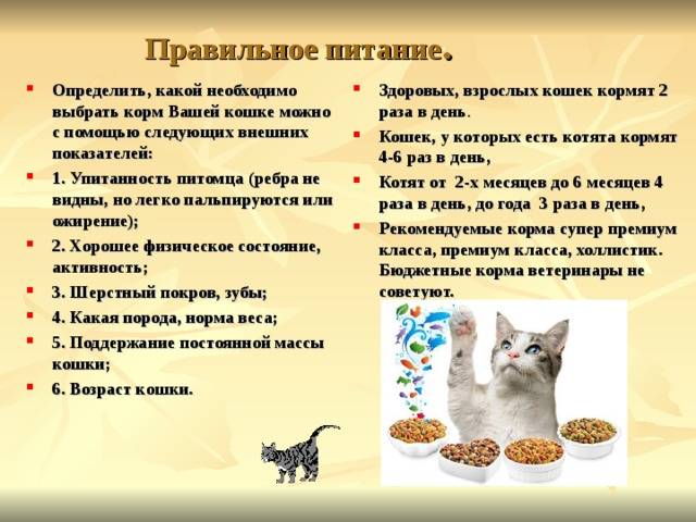 Как правильно кормить кошку влажным кормом: советы ветеринара