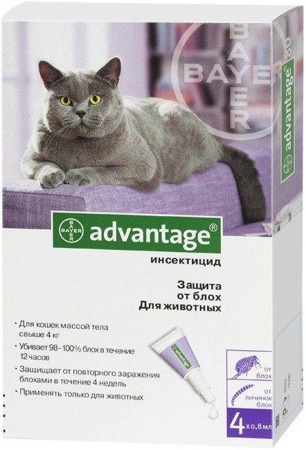 Лечение и профилактика блох у кошек | компетентно о здоровье на ilive
