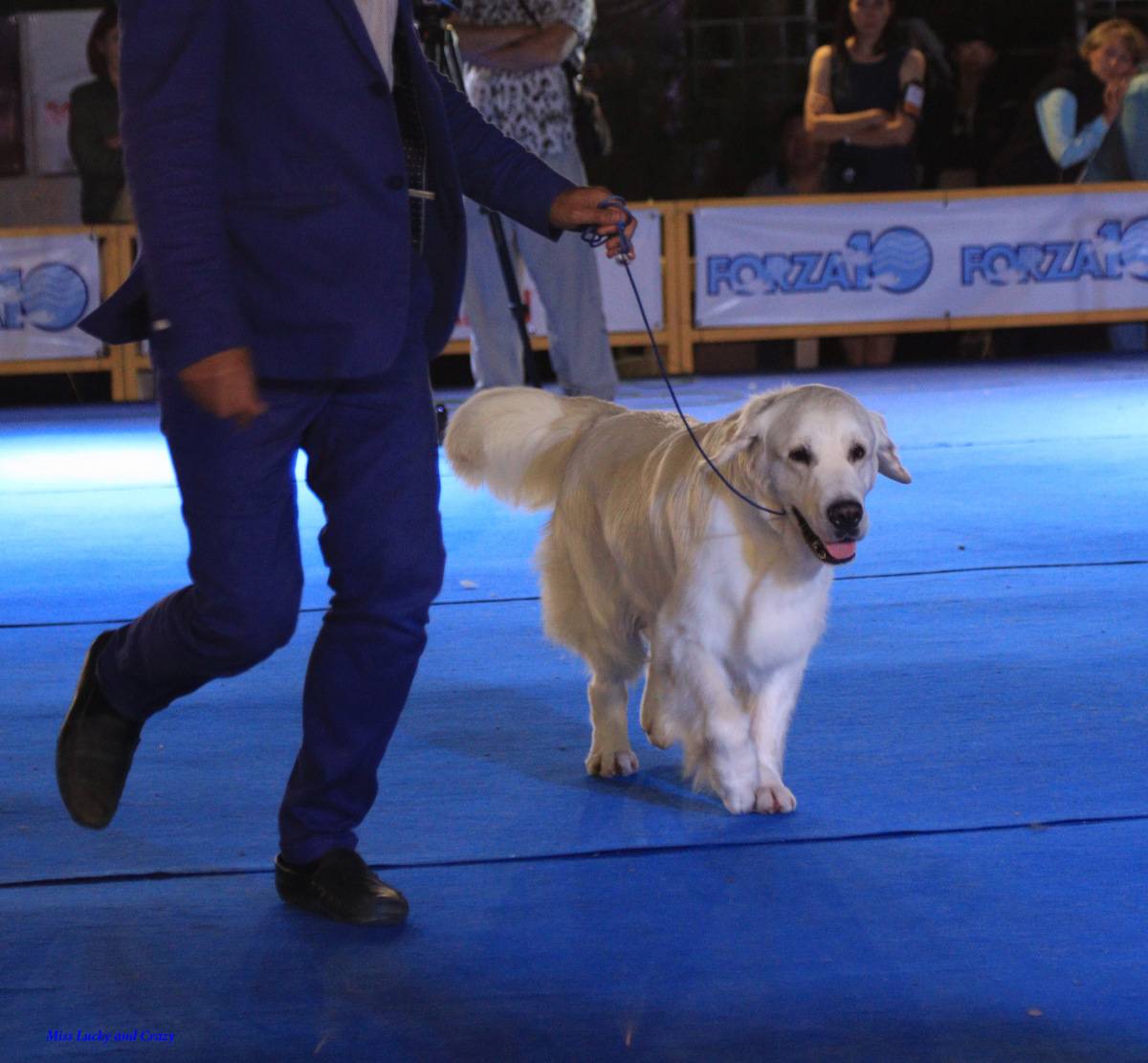 Zooпортал.pro :: international dog show cacib – fci / интернациональная выставка собак cacib – fci "южная столица - 2021"