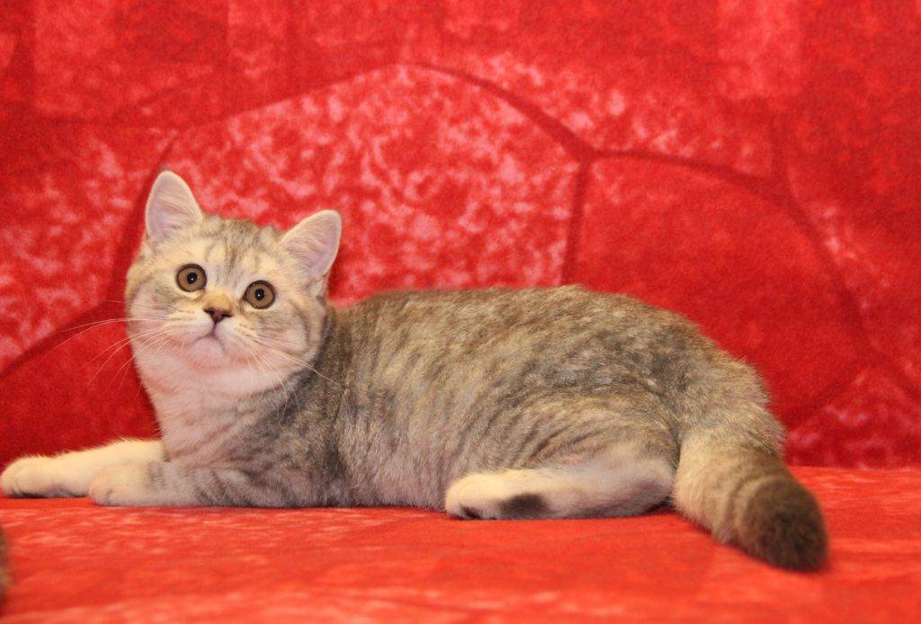 Скоттиш-страйт: семейные кошки с отличным характером