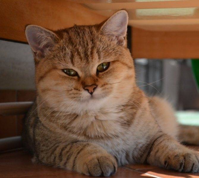 Кошка шотландская шиншилла (34 фото): вислоухие котята породы скоттиш-фолд золотого, серебристого и других окрасов. характер шиншилловых шотландцев