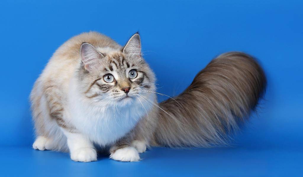 Рагамаффин: порода кошек и цена на котят в россии