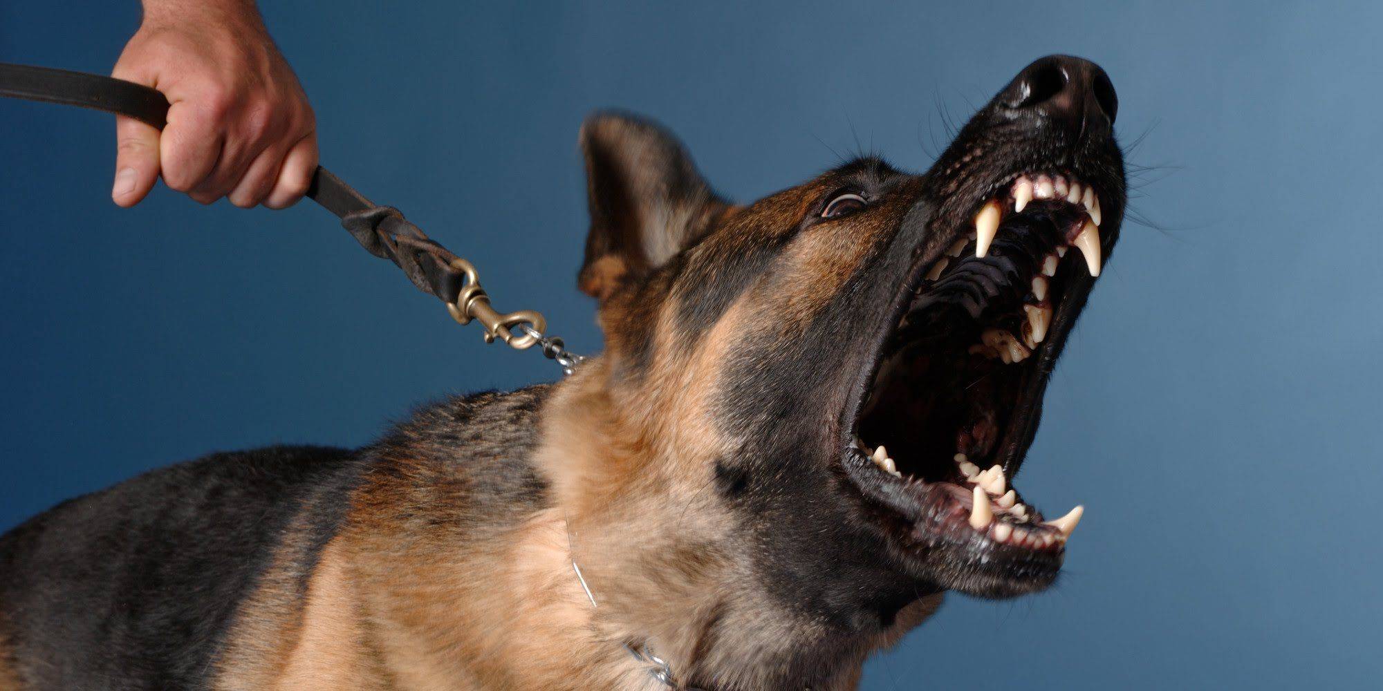 Собака рычит на хозяина: почему и что делать? | zdavnews.ru