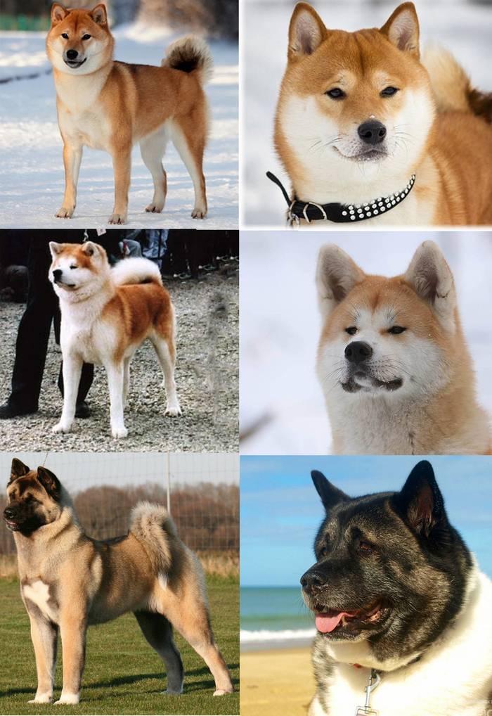 Описание породы собак сиба ину