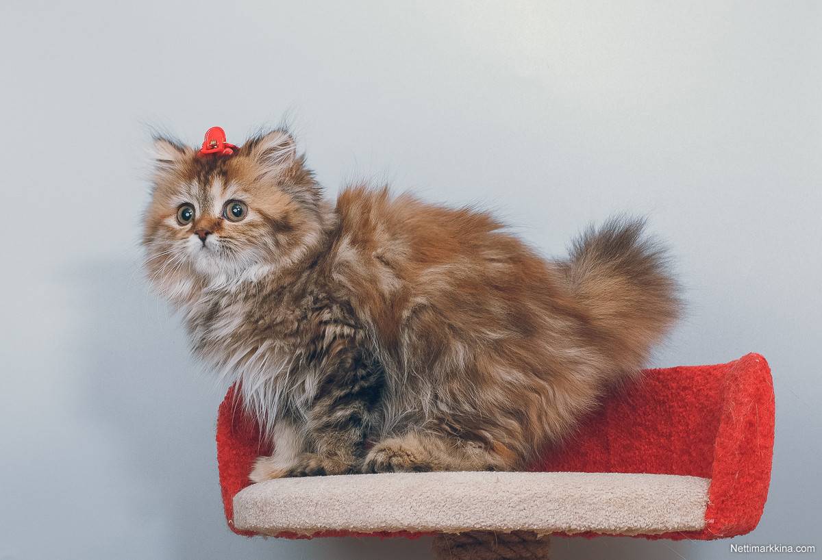 Хайленд-страйт: шотландская длинношерстная прямоухая кошка, описание породы, уход и содержание, фото, отзывы владельцев