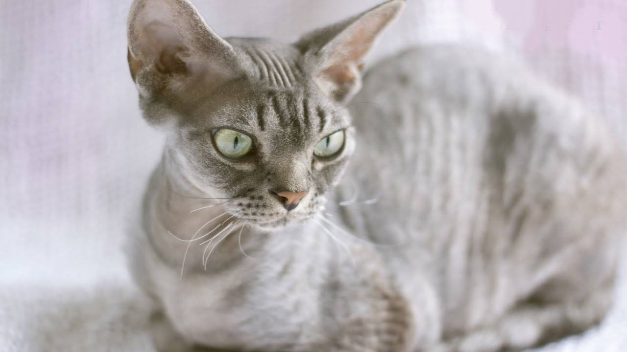 Топ – 7 гипоаллергеных пород кошек: фото с описанием