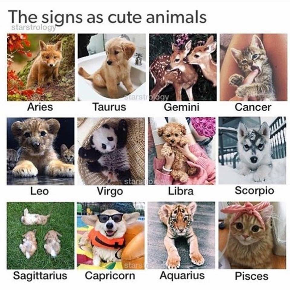 Какое вы животное по знаку зодиака?
