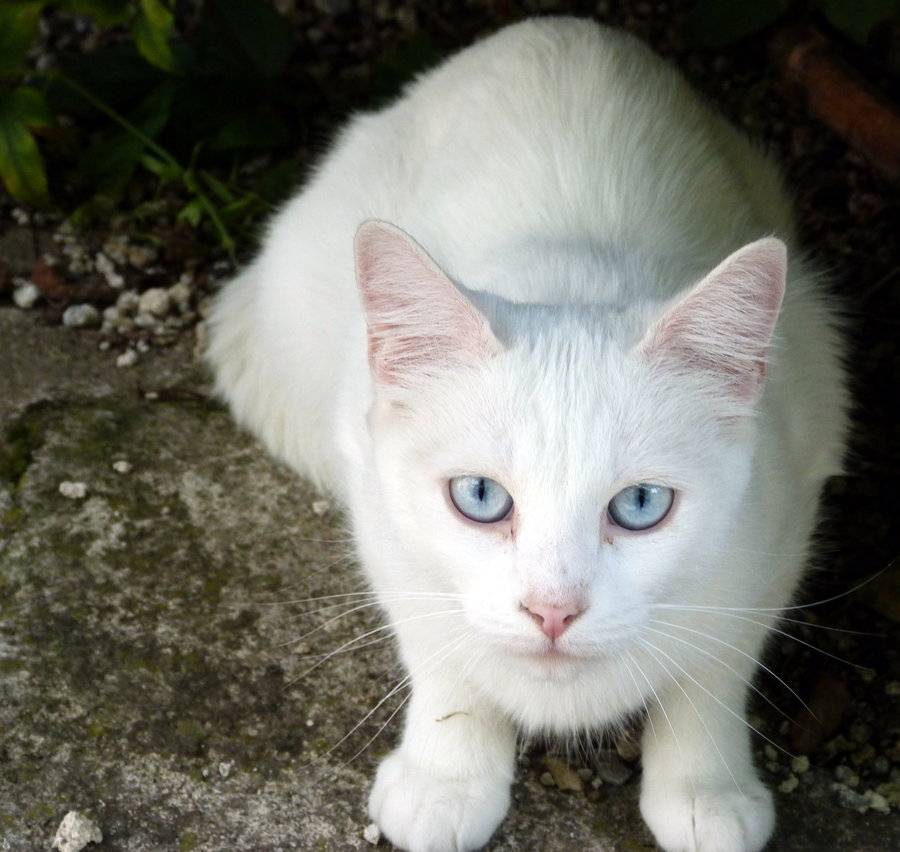 Глухие белые кошки