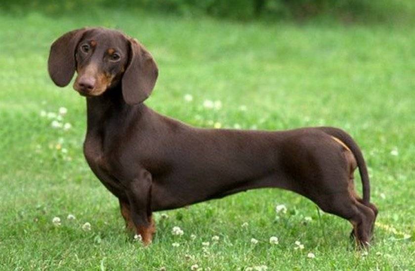 Черные собаки (47 фото): породы больших и маленьких собачек, особенности окраса щенков. каким геном определяется окраска шерсти?